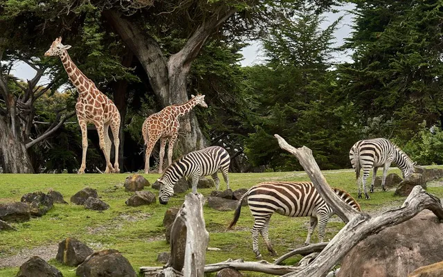Kebun Raya & Taman Safari Puncak